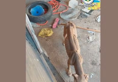 Homem é preso por tráfico de drogas e maus-tratos contra cão da raça pitbull em Pouso Alegre, MG