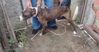 Cruzeiro: Polícia Ambiental flagra maus-tratos a cachorro na Vila Batista