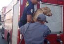 Cão é resgatado em marquise de hotel no Centro de Cruzeiro