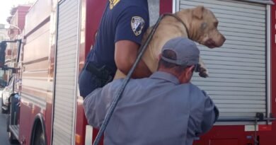 Cão é resgatado em marquise de hotel no Centro de Cruzeiro
