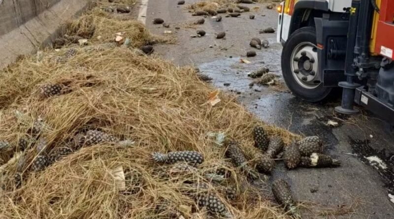 Caminhão carregado com abacaxis bate na mureta da Dutra em Guaratinguetá Caminhão carregado com abacaxis bate na mureta da Dutra em Guaratinguetá