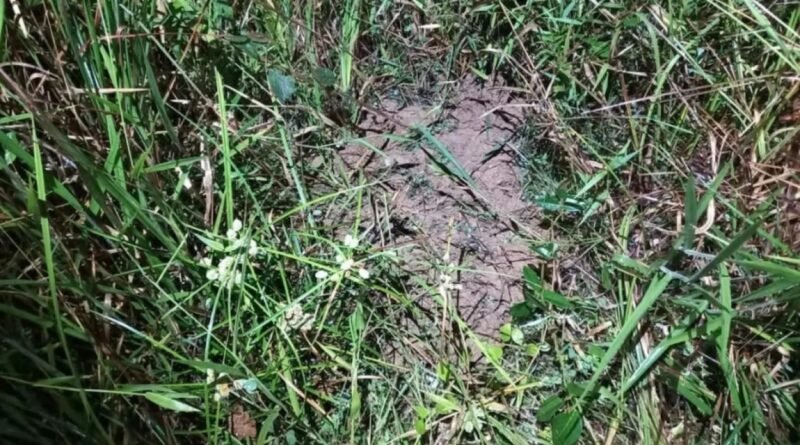 Homem é condenado a mais de 21 anos por matar e enterrar filha de sete meses em São José do Barreiro