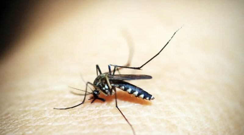 Taubaté confirma quarta morte por dengue em 2026