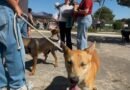 Cruzeiro oferece 230 vagas para castração gratuita de cães e gatos no KM4