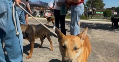 Cruzeiro oferece 230 vagas para castração gratuita de cães e gatos no KM4